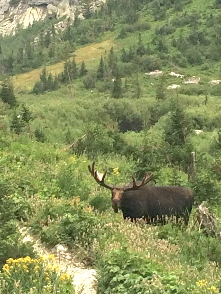 Bull moose on Lake Solitude hike at Grand Tetons