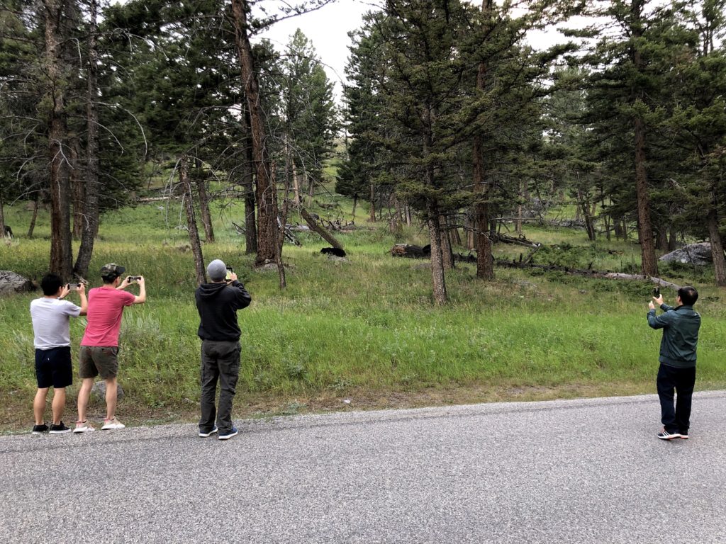 Black bears in Yellowstone National Park