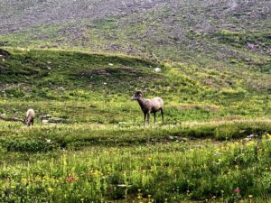Hidden Lake trail big horn sheep Glacier national park