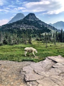 Logan Pass mountain goat