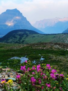 Logan Pass wild flowers Glacier National Park