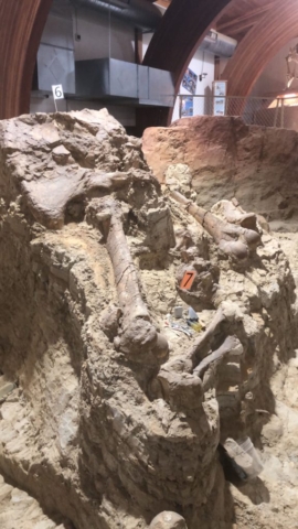 Mammoth site dig