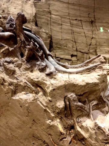 Mammoth site tusks dig in South Dakota
