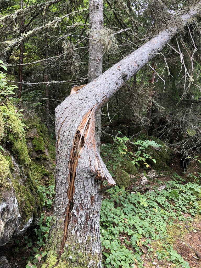Broken tree in Isle Royale National Park That happened while we were running