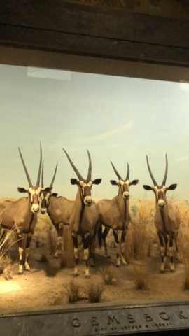 Antelope in Natural History Museum tour