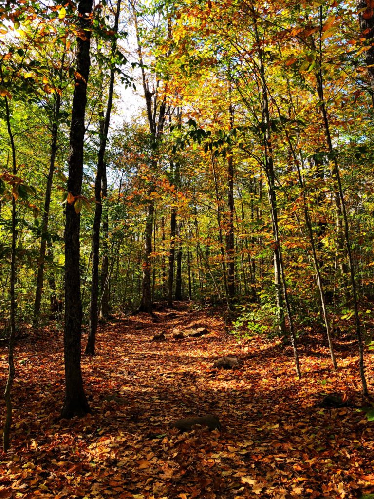 Fall leaves while Hiking in Adironddacks