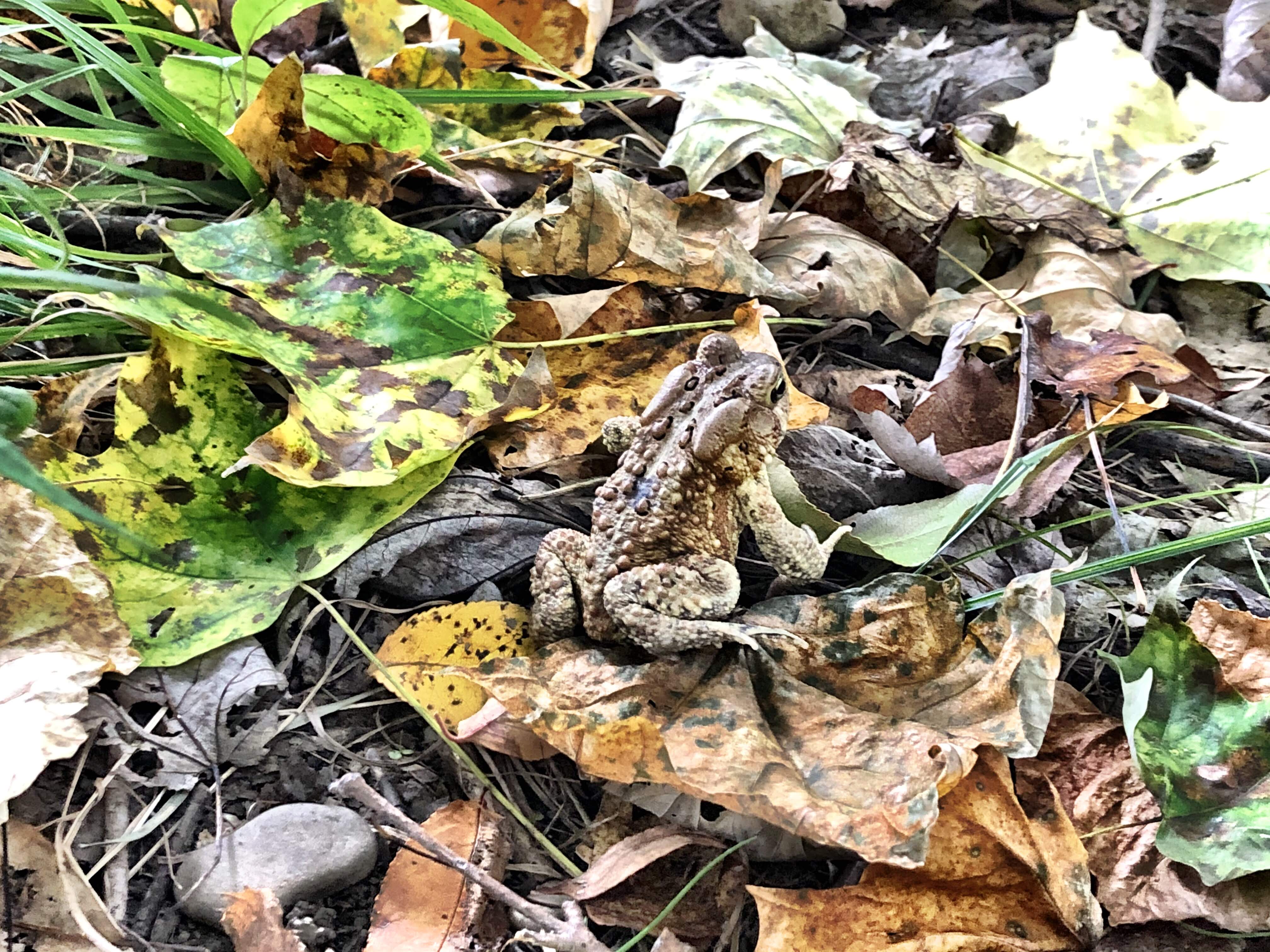 Camouflaged frog in Cuyahoga Valley National Park