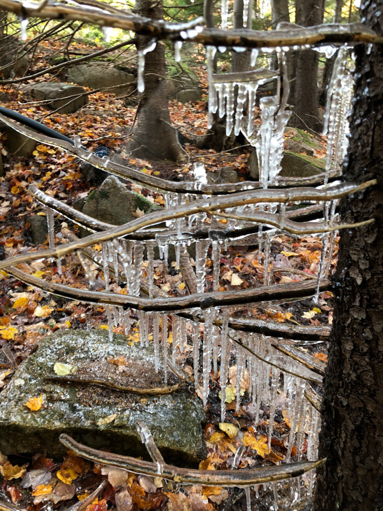 Icicle on tree in Acadia National Park