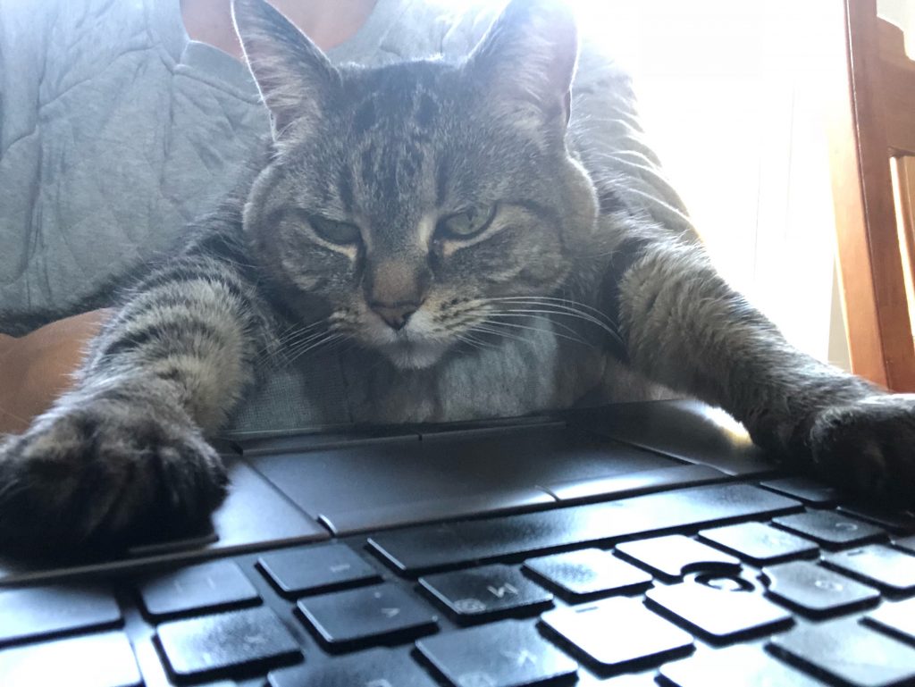 Kitty working the keyboard