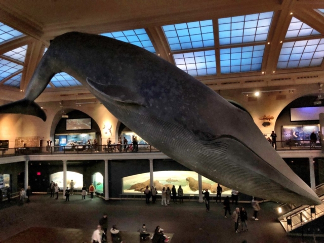 Huge Whale in Natural History Museum