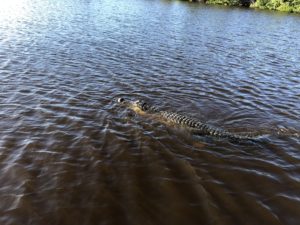 Gator swimming in Everglades National Park