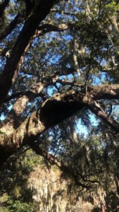 Savannah Oak Trees in big parks