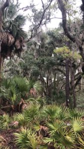 Southern palm trees in Savannah GA