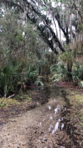 Swamp in Savannah GA where we went running