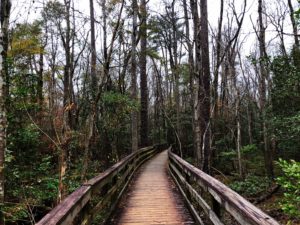 Swampy trees and boardwalk in Congaree National Park