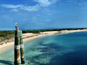 PELICAN perching on a pole AT DRY TORTUGAS NATIONAL PARK