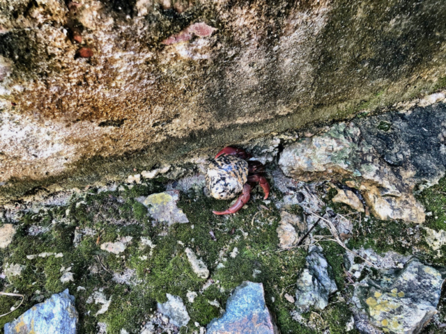 Hermit crab on St John in US Virgin Islands National park
