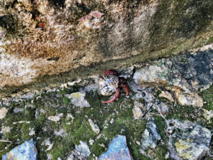 Hermit Crab at sugar plantation