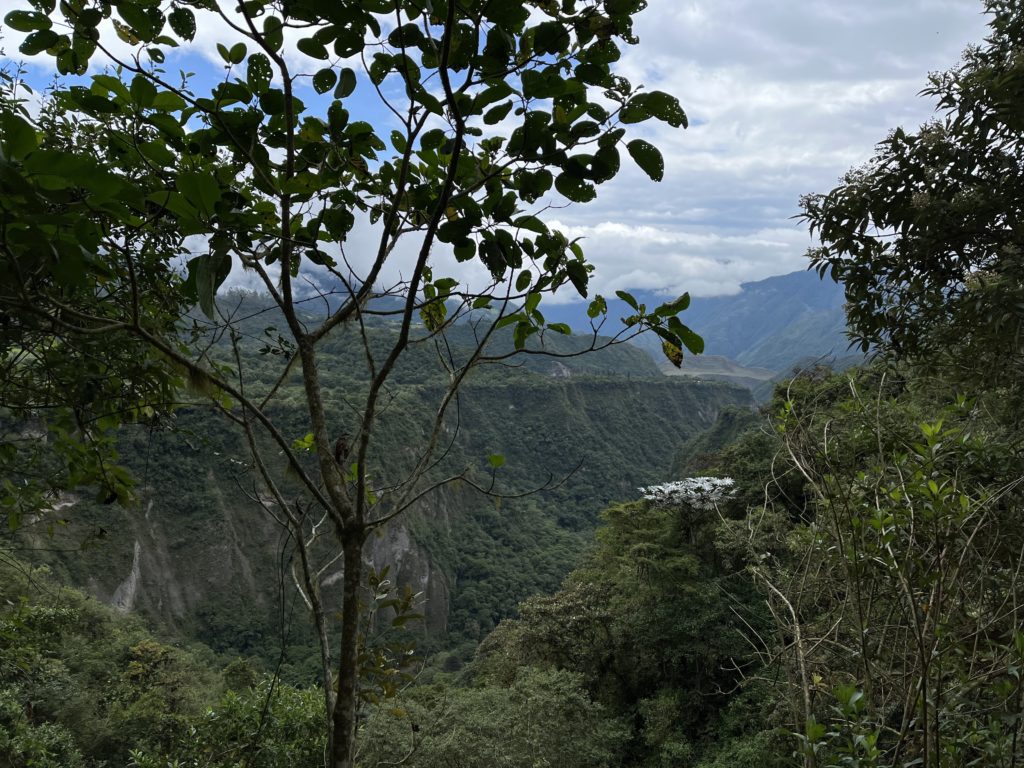 The Ecuador Cloud Forest